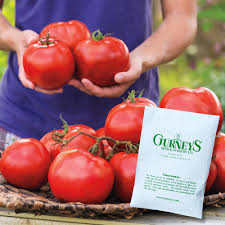 I prefer the taste of the porterhouse hybrid, but its not nearly as. Gurney S Tomato Celebration Hybrid Vegetable Seeds 20 Seed Packet 94711 The Home Depot
