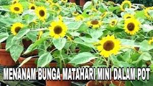 Pupuk kandang atau pupuk kompos sekop. Menanam Bunga Matahari Mini Dalam Pot Youtube