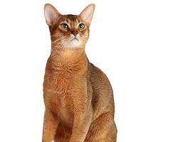 Abyssinian catの画像