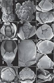 Image result for Carpolobia goetzei