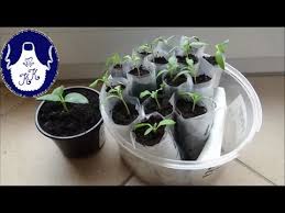 Auf dem fensterbrett beginnen sie erst im april mit der aussaat. Tomatenpflanzen Pikieren Ganz Anders 16 03 2017 Youtube