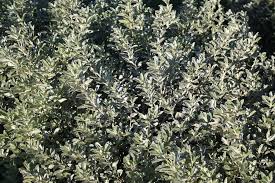 Image result for Podalyria