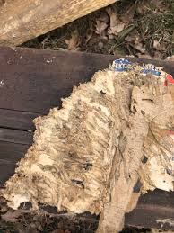 Image result for site:byggahus.se insektsangrepp