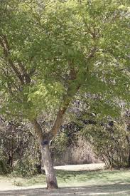 Image result for Acacia galpinii