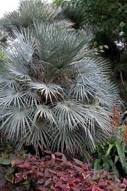 Image result for Chamaerops