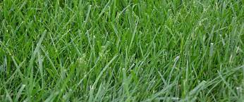 When should i overseed my lawn in missouri. All You Need To Know About Kentucky 31 Tall Fescue