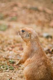 Image result for Cynomys gunnisoni obrázek