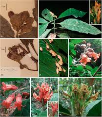 Image result for Whitfieldia brazzae