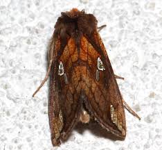 Image result for Plusia putnami