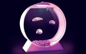 Men S Gifts Extrove Com Jellyfish Tank Pet Jellyfish Jellyfish