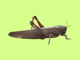 By insect standards the caelifera are relatively homogenous; 1 040 Green Caelifera Photos Free Royalty Free Stock Photos From Dreamstime