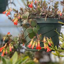 Image result for Kalanchoe manginii