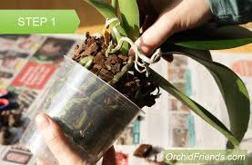 We did not find results for: How To Repot An Orchid Complete Beginner Step By Step Guide