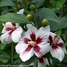 Philadelphus coronarius 'smnpvg' ppaf, cpbraf. Illuminati Arch Mockorange Greenwood Nursery
