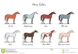 set of horse color chart equine coat colors with text