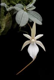 Image result for Aerangis appendiculata
