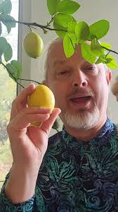 Growing a lemon tree in Michigan is hard