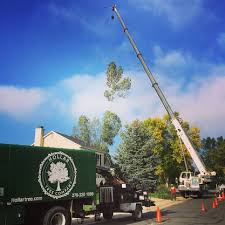 Tree removal boulder colorado 80302. Tree Removal Hollar Tree Company