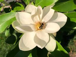 Image result for Magnoliaceae