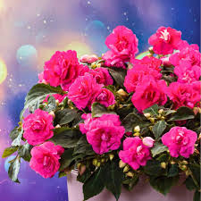 Image result for Impatiens shirensis