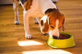The food was found to have dangerous levels of aflatoxins, which. Pet Food Company Expands Recall Of Products After 70 Dogs Die People Com