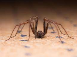 If a wolf spider should find its way into your house, it will probably be in the usual way: Dozens Of Insects And Spiders May Live In Every Room Of Your House Science Smithsonian Magazine