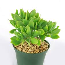 Image result for Crassula rhodesica
