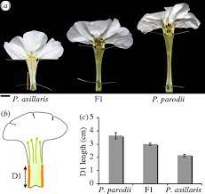 Dissection Of Petunia Flower Best Flower Wallpaper