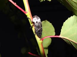 Like other species of rhynchophorus, such as the red palm weevil, r. Is This Beetle On My Apricot Tree A Pest Gardening Landscaping Stack Exchange