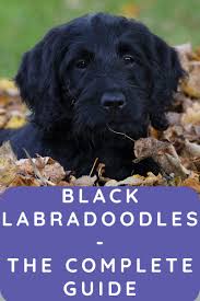 Mom is a fun and loving. Black Labradoodles Complete Guide To An Adorable Dog