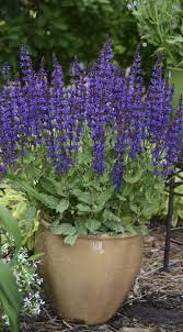 Pin On Plants For Spring Color