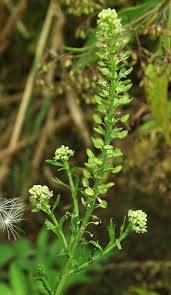 Image result for Lepidium bonariense