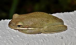 They have a variety of calls to communicate with. Hd Wallpaper Brown Frog Tree Frog American Green Tree Frog Croak Croaking Wallpaper Flare