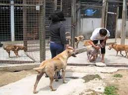 Dogspot celebrates the love and passion pet parents have for their pets. Animal Adoption Centres In Kl