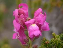Image result for Antirrhinum