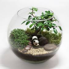 Sad V Bokale Bonsaj Mini Garden Unique Terrarium Beautiful Terrariums