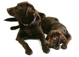 However, you can improve the quality of your pet's life significantly with the right. Lymphoma And Dog Cancer In Labradors