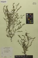 Image result for Zornia pratensis