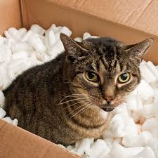 The type of almonds availabe in the us do contain a tiny amount of cyanide. Can Cats Eat Peanuts Catster