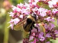 Image result for Bombus campestris