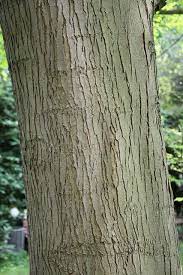 Acer Saccharinum Wieri Tree Identification Acer Maple Tree Varieties