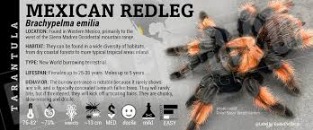 Image result for Emilia brachycephala