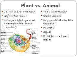 This can be used to clear electro from a character who has had it applied to them. Chapter 9 Cellular Reproduction Ppt Download