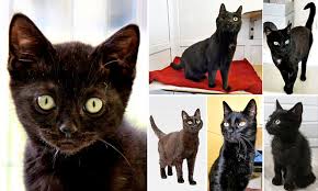 Did you know that black cats are only half as likely to get adopted as cats of other colors? It S Not Fur Meet The Cats No One Wants Just Because They Are Black Can You Give Any Of Them A Home Daily Mail Online