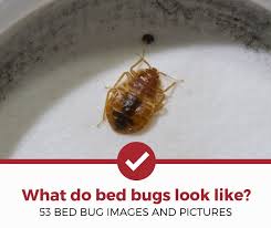What Do Bed Bugs Look Like 53 Pictures Of Bed Bugs Pest
