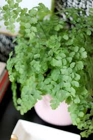 Maidenhair fern (adiantum raddianum) is an evergreen perennial that grows in clumps of lacy fronds. 6 Secrets To Keeping Your Maidenhair Fern Alive Swoon Worthy