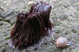 Image result for Stemonitis splendens