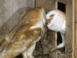 Rodent plagues cause barn owl numbers to increase dramatically. Legal Protection For Nesting Barn Owls The Barn Owl Trust