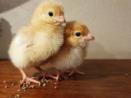 All photos on pexels are free for commercial use. Egg Laying Baby Chicks For Sale In Melbourne Talking Hens