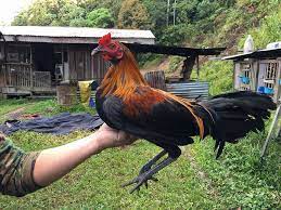 Hal semacam itu juga yang memicu mengapa ayam yang satu itu dimaksud ayam peruvian. Lawas Peruvian Gamefarm Facebook